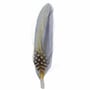 Plume de Chapeau by Stetson bleu-jaune